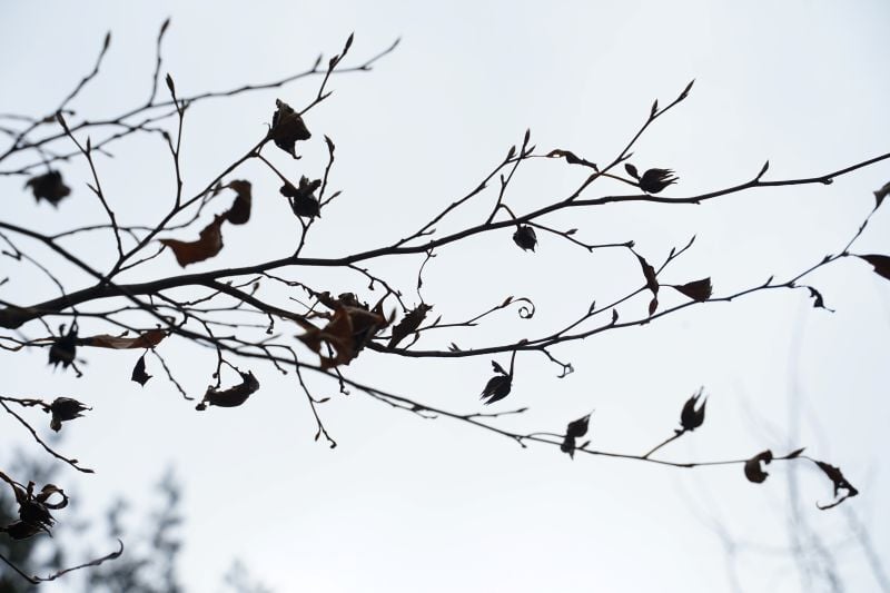 今日の赤城自然園