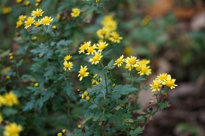 今日の赤城自然園