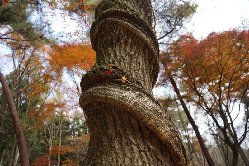 今日の赤城自然園