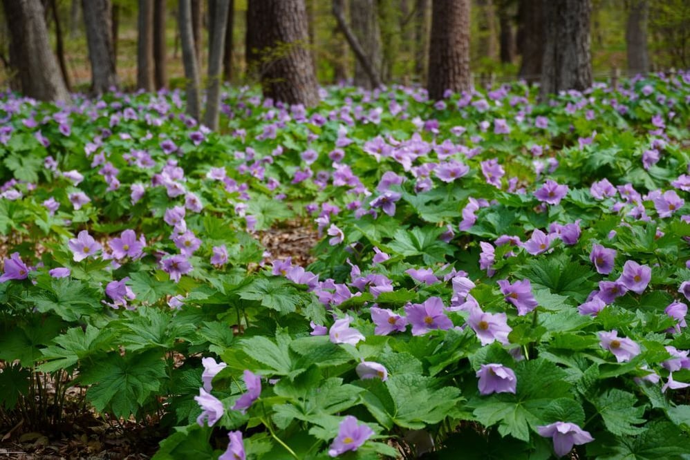 今日の赤城自然園