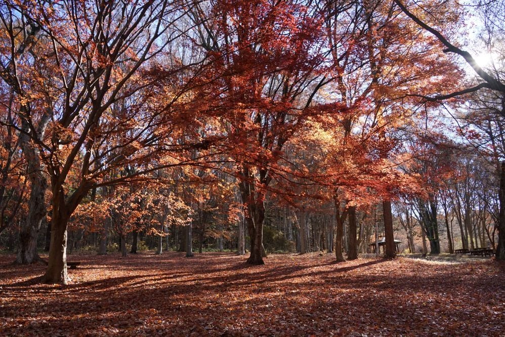 今日の赤城自然園