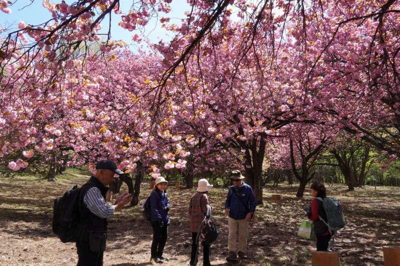八重桜エリア | 今日の赤城自然園 | 赤城自然園