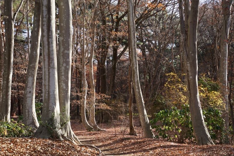 今日の赤城自然園