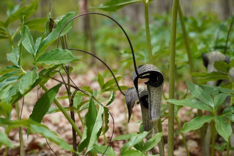 今日の赤城自然園