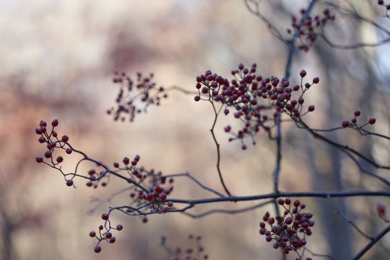 今日の赤城自然園