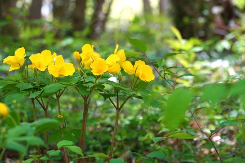 今日の赤城自然園