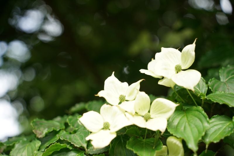DSC02500