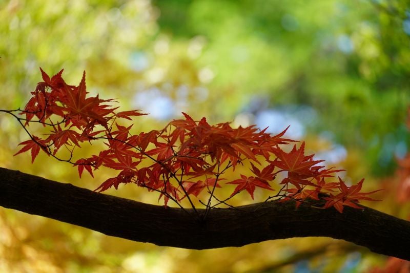 今日の赤城自然園