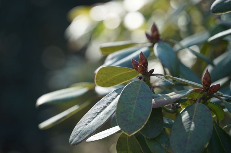 今日の赤城自然園