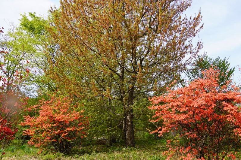 今日の赤城自然園