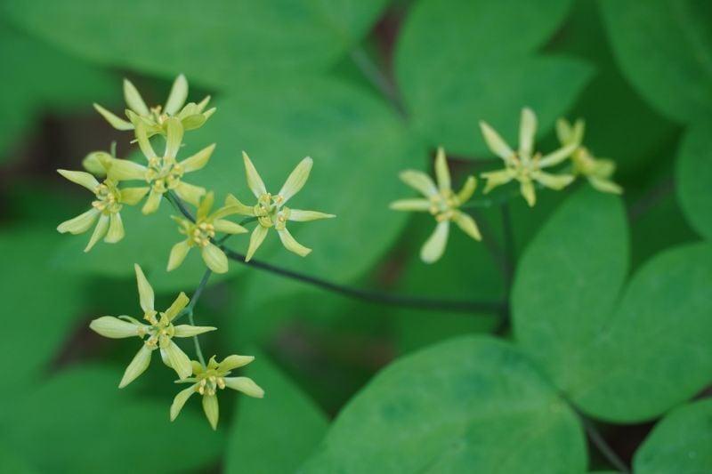 今日の赤城自然園