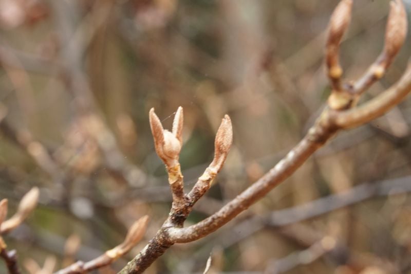 今日の赤城自然園