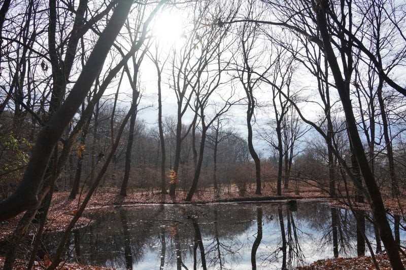 今日の赤城自然園
