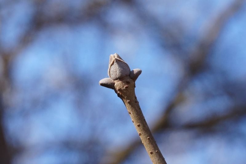 今日の赤城自然園