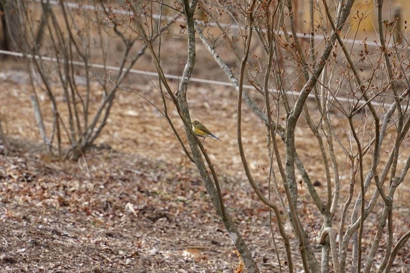 今日の赤城自然園