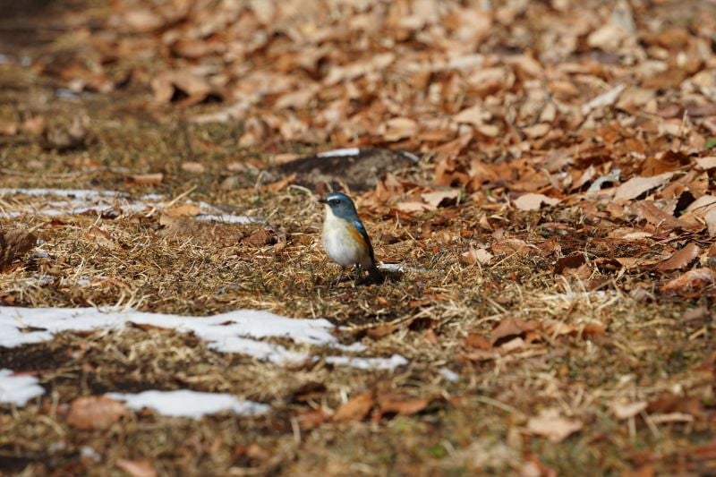 今日の赤城自然園