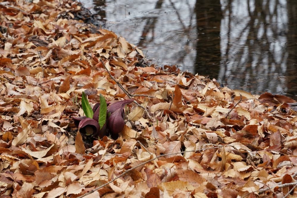 今日の赤城自然園