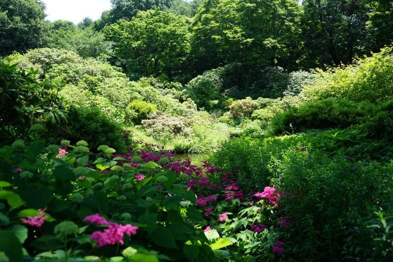 園内風景 | 今日の赤城自然園 | 赤城自然園