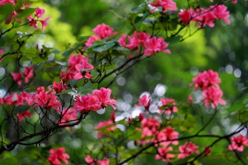 DSC03452-1