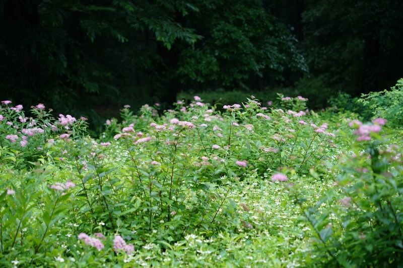 DSC03646-1