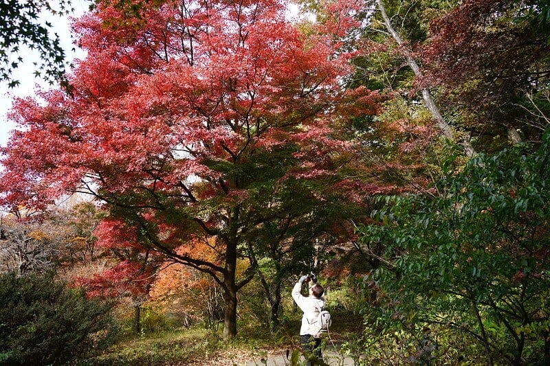 今日の赤城自然園