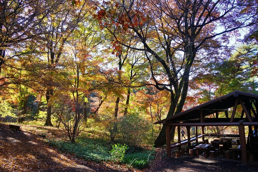 園内風景 | 今日の赤城自然園 | 赤城自然園