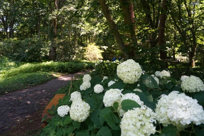 今日の赤城自然園