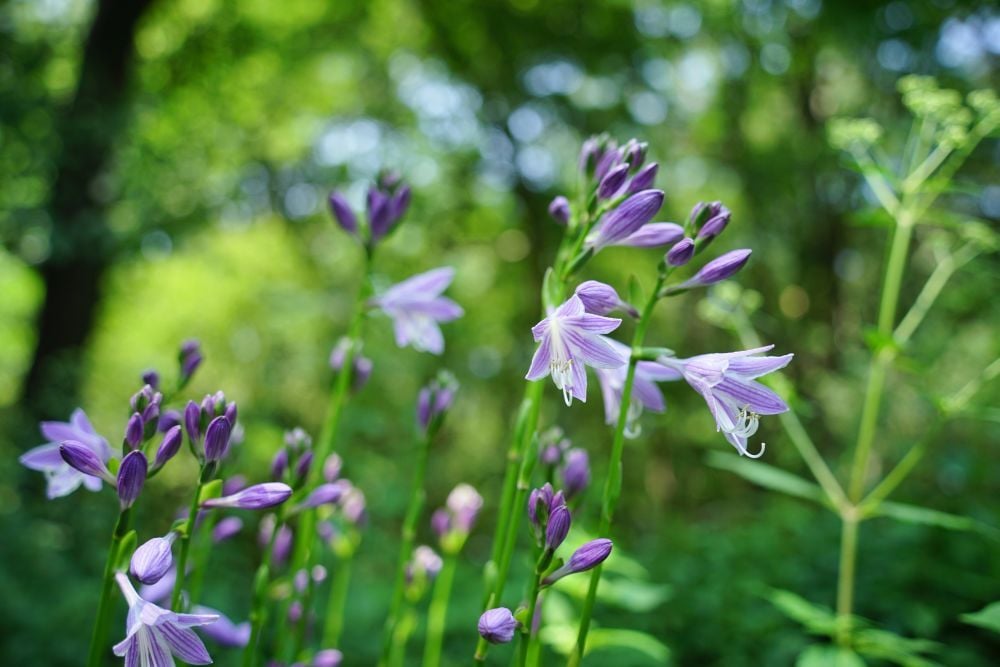 DSC05066-1