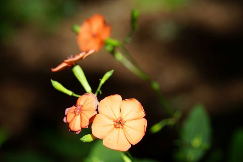 DSC05267