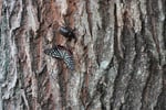 今日の赤城自然園