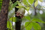 今日の赤城自然園