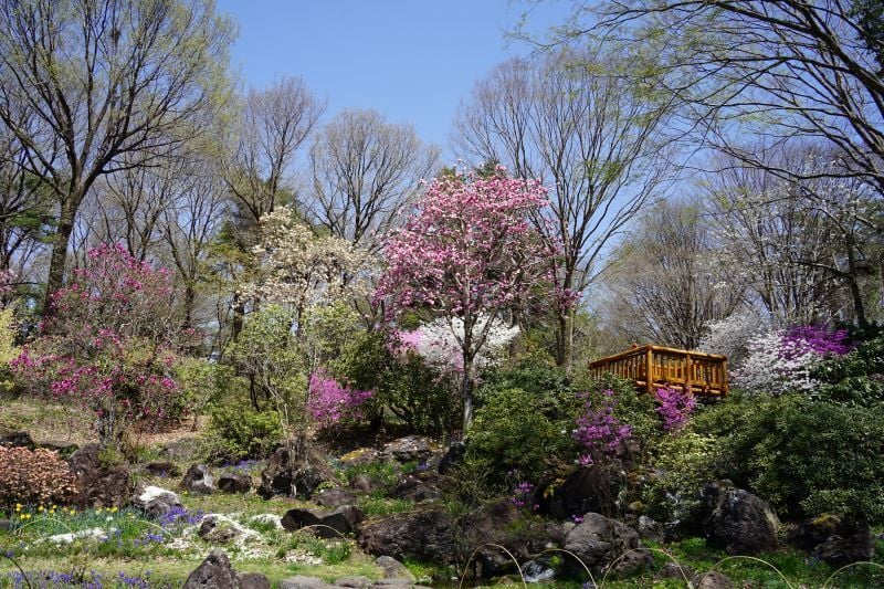 園内風景 | 今日の赤城自然園 | 赤城自然園