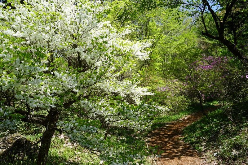 園内風景 | 今日の赤城自然園 | 赤城自然園