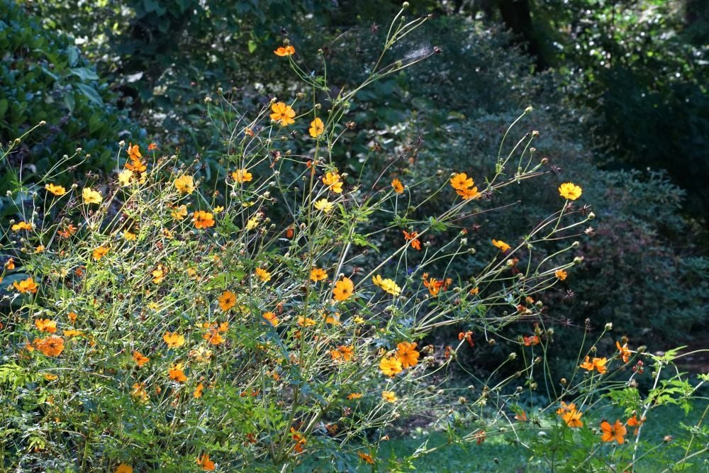 DSC09884-4