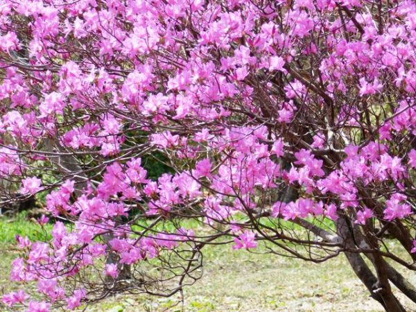 アカヤシオが見ごろです | スタッフブログ | 赤城自然園