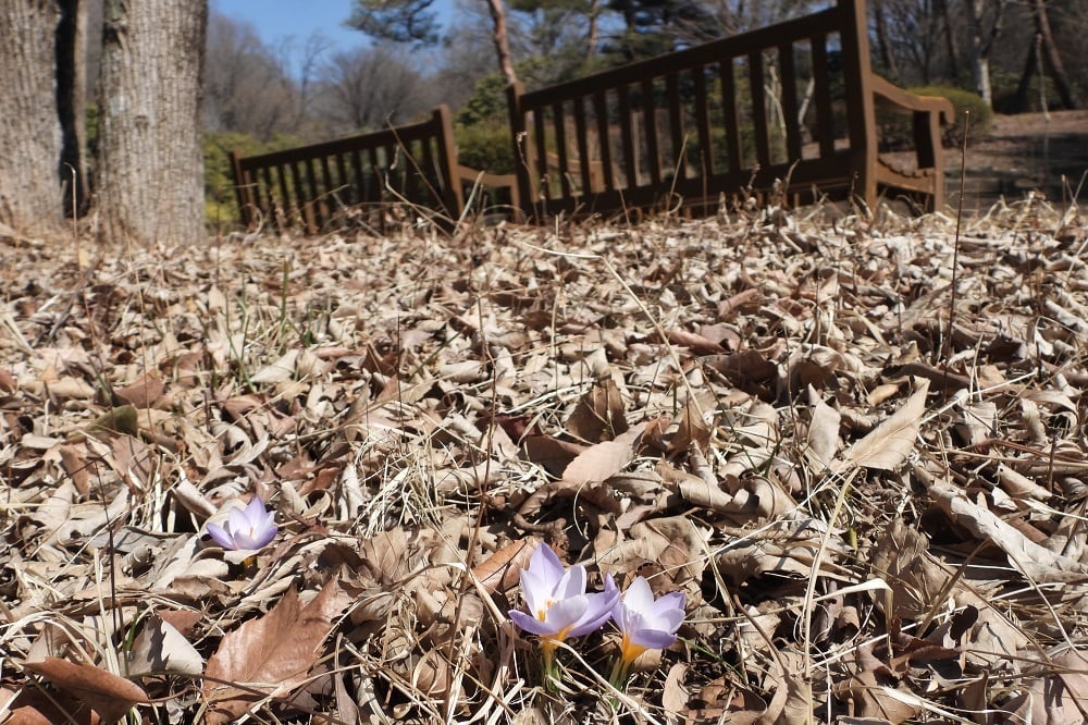 今日の赤城自然園