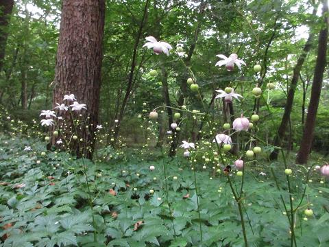 レンゲショウマ開花状況№１ | スタッフブログ | 赤城自然園