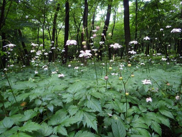 花園の迷宮　試写状10枚 maxresdefault.jpg
