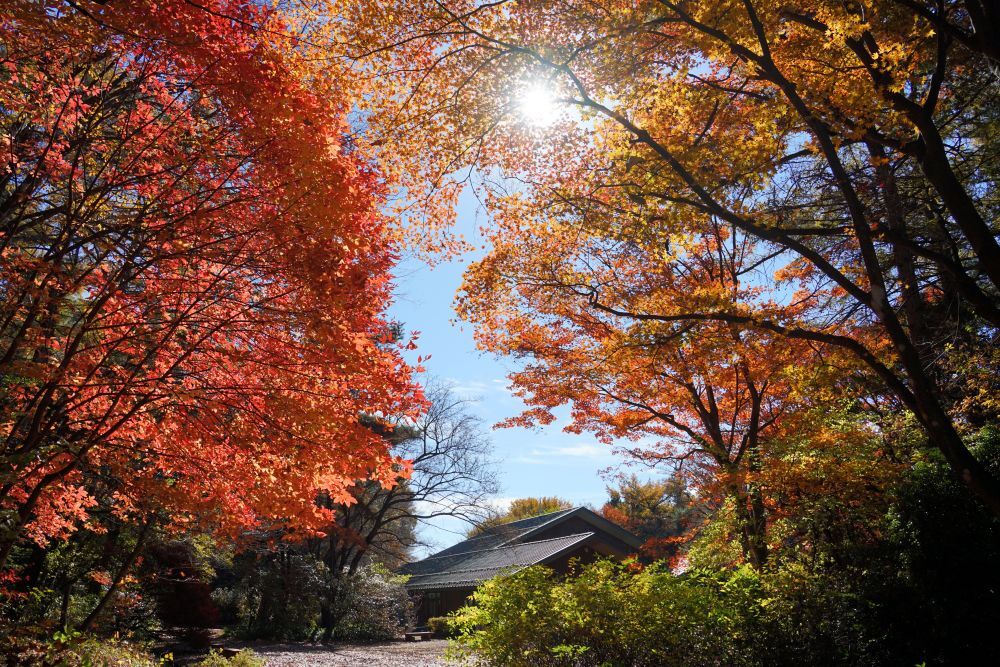園内風景 | 今日の赤城自然園 | 赤城自然園