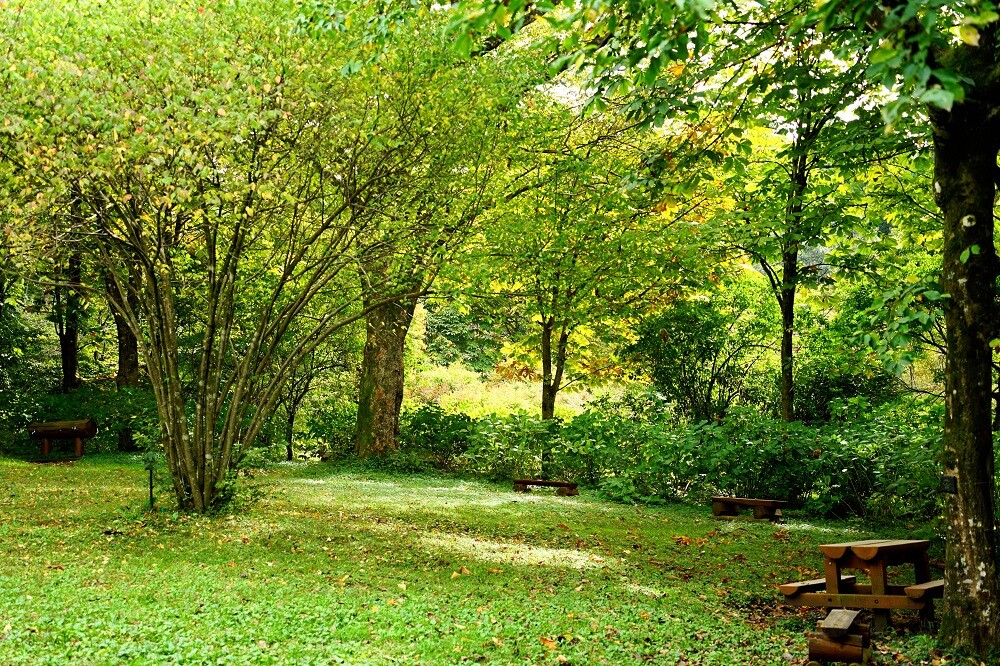 園内風景 | 今日の赤城自然園 | 赤城自然園