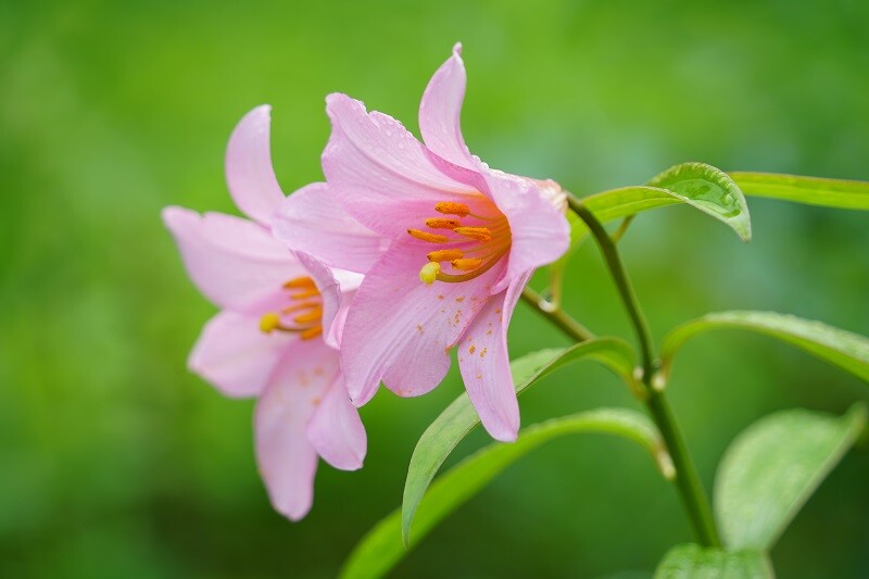 見ごろのお花 | スタッフブログ | 赤城自然園
