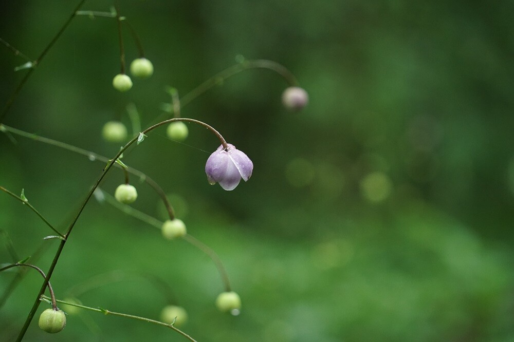 2023レンゲショウマの開花状況No.1 | スタッフブログ | 赤城自然園