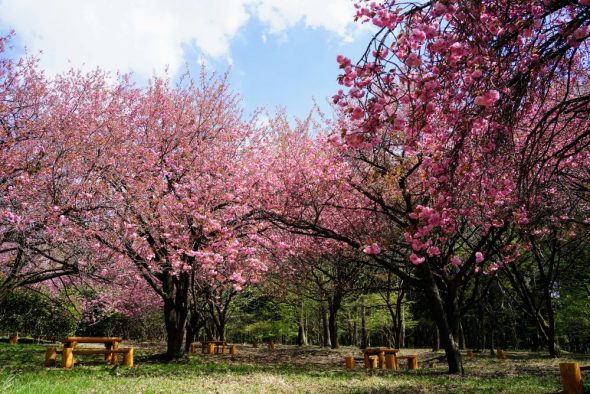 八重桜エリア2025 期間限定OPEN | お知らせ | 赤城自然園