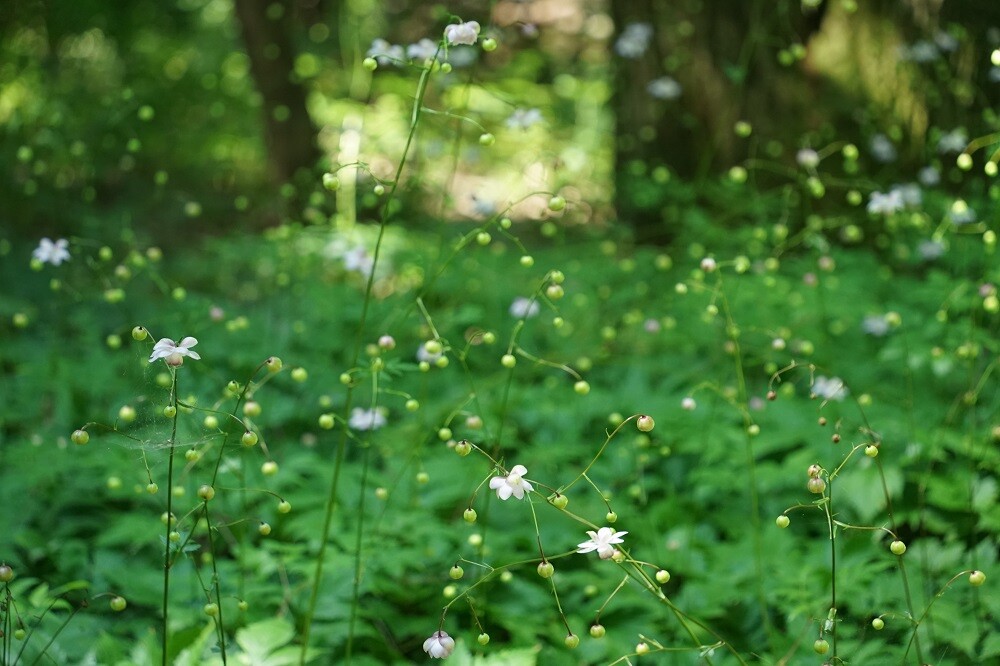 レン 様　確認画像 とおる様確認用 れん様ご確認用】 ren様確認用 ren様確認用 ハチ様確認