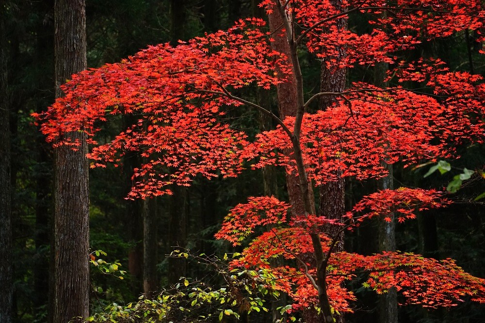 2023紅葉情報No.3 | スタッフブログ | 赤城自然園