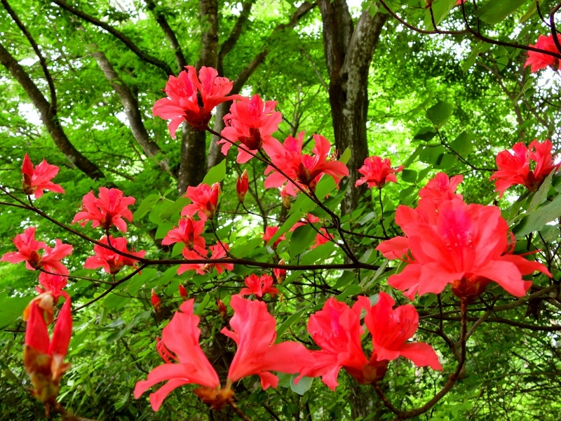 DSCN3770-800x600-May-24-2024-