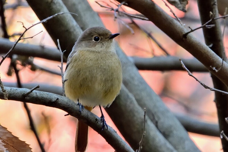 ふくらすずめ | スタッフブログ | 赤城自然園