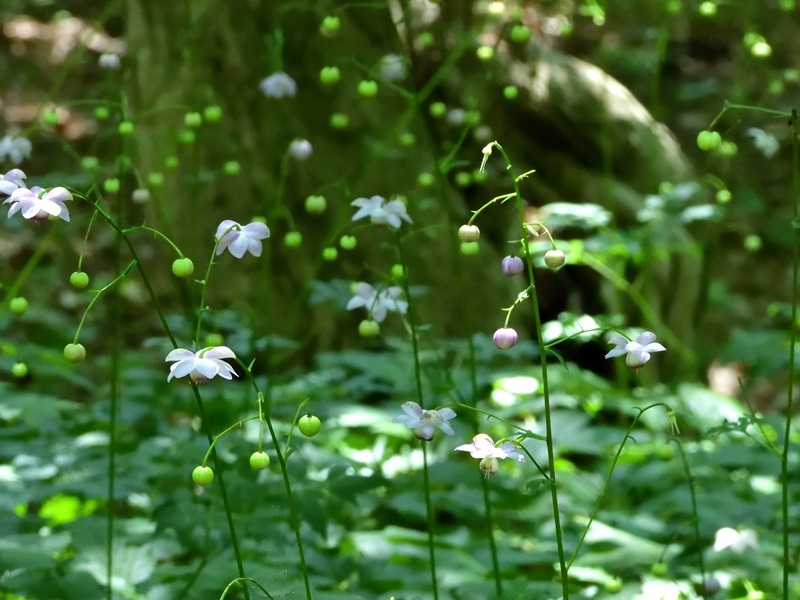 レンゲショウマが見ごろです | スタッフブログ | 赤城自然園
