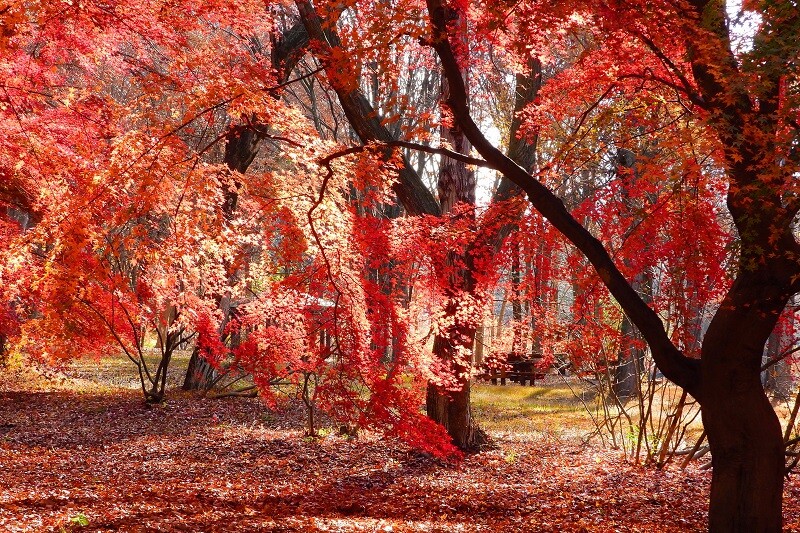 2022紅葉情報No.4 | スタッフブログ | 赤城自然園
