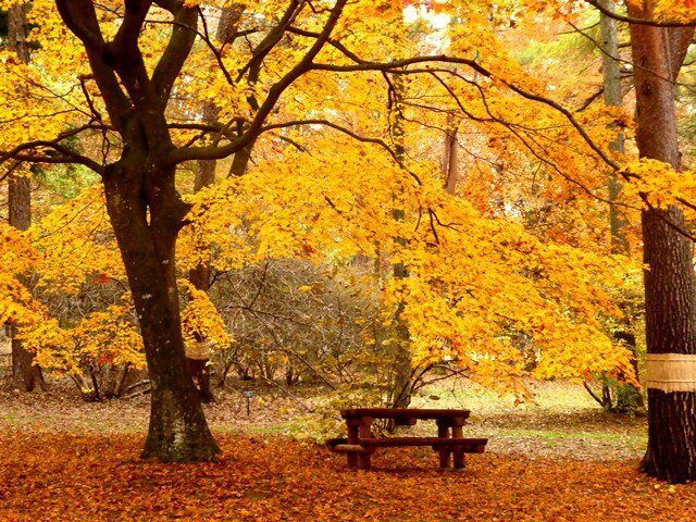 紅葉情報 No.3 | スタッフブログ | 赤城自然園